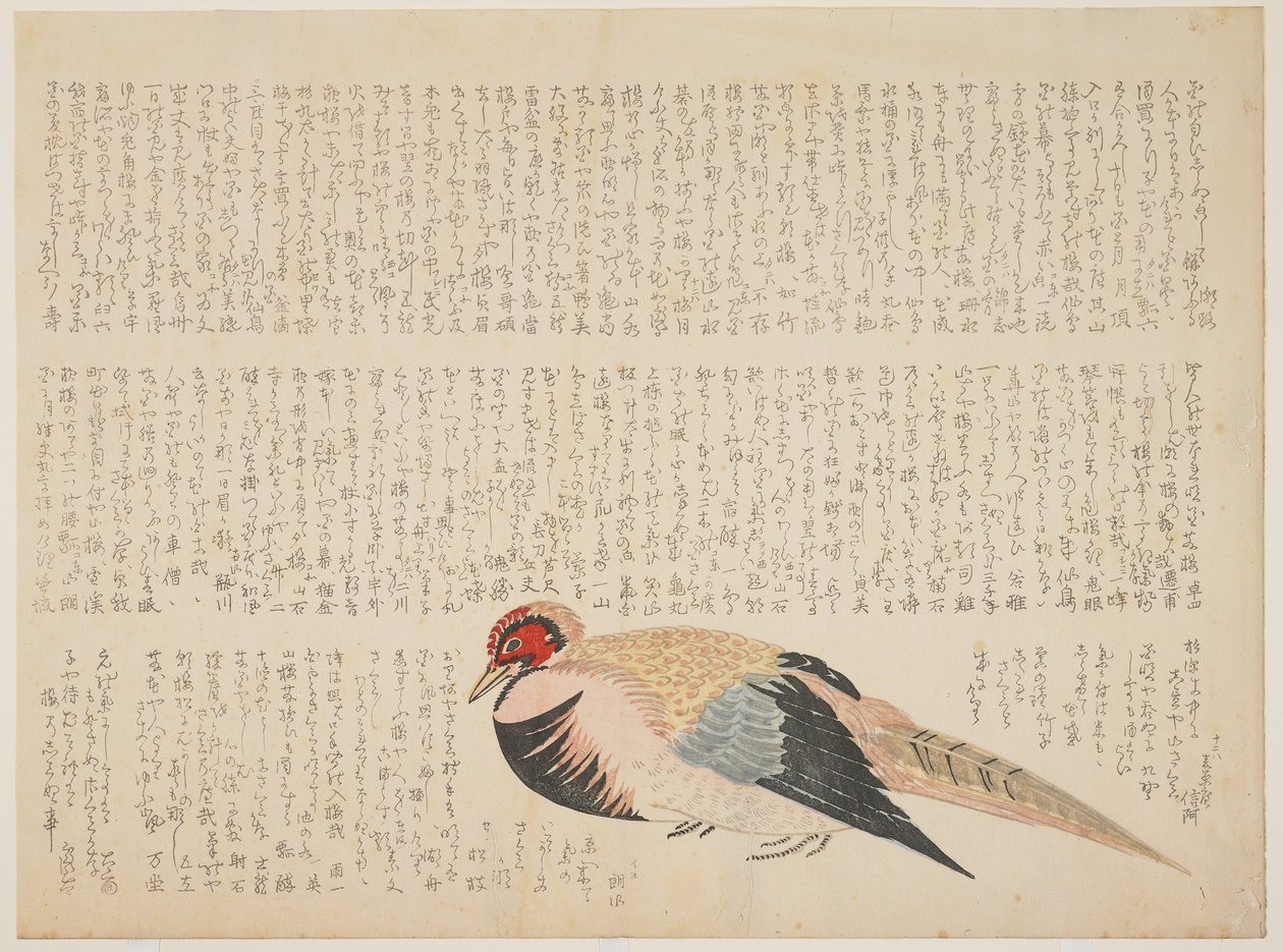 Fasan, ca. 1818-29 (farget treblokktrykk) av Japanese School