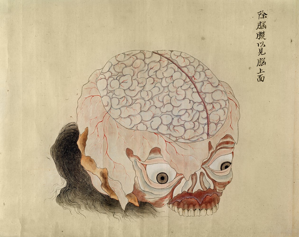 Hjernens anatomi fra disseksjonen av et torturoffer fra 1796, fra en makimono av en Midori-lege, 1842 (penn og blekk og wc på papir) av Japanese School
