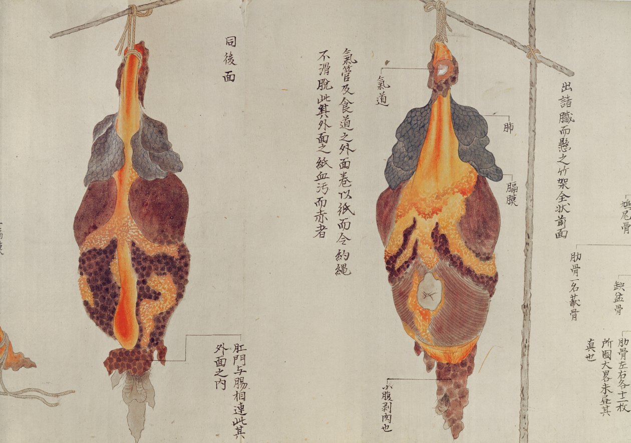 Lungene fra disseksjonen av et torturoffer fra 1796, fra en makimono av en Midori-lege, 1842 (penn og blekk og wc på papir) av Japanese School