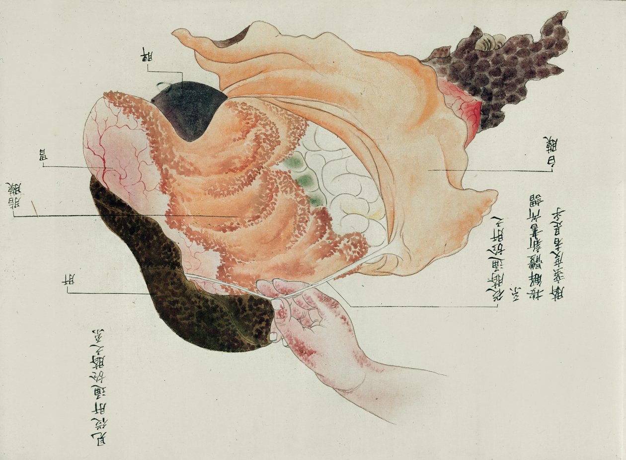 Magen og tarmene fra disseksjonen av et torturoffer fra 1796, fra en makimono av en Midori-lege, 1842 (penn og blekk og wc på papir) av Japanese School