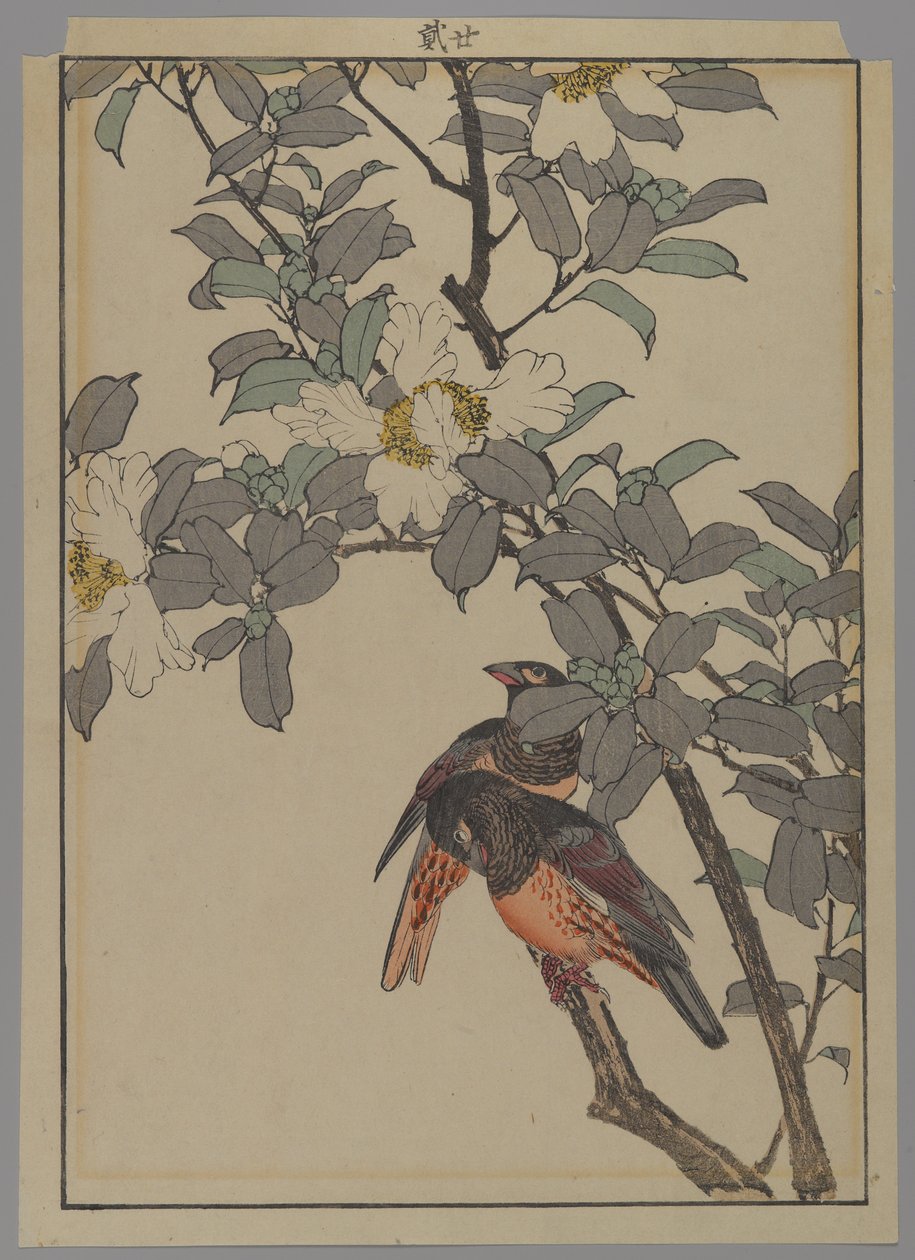 To fugler med hvite blomster, Meiji-perioden, 1892 (farget treblokktrykk) av Japanese School