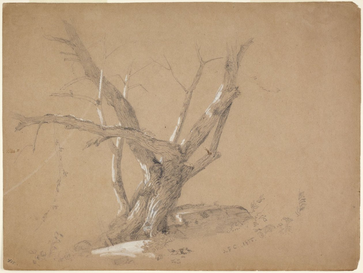 Studie av et tre av Jasper Francis Cropsey