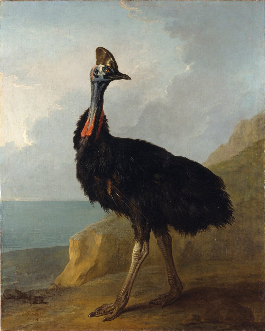 Cassowary av Jean Baptiste Oudry