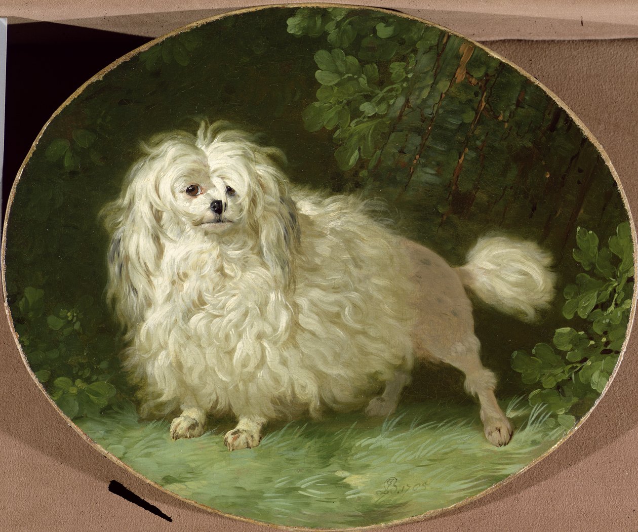 Portrett av en puddel av Jean Jacques Bachelier