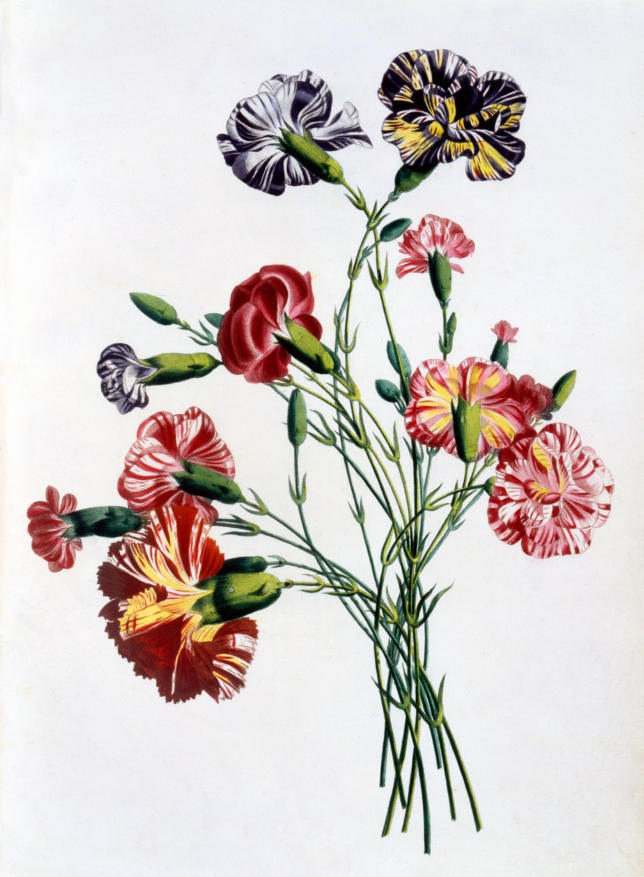 Bukett av nelliker, fra 'Collection des Fleurs et des Fruits d'apres Nature', utgitt 1805 (fargegravering) av Jean Louis Prevost