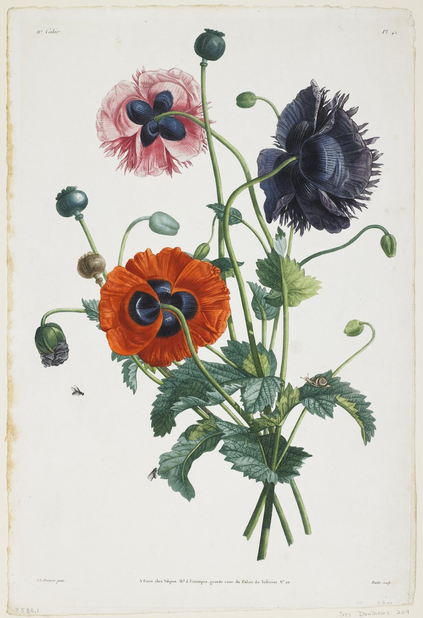 Studie av tre typer valmuer, 1805 (fargestiftgravering) av Jean Louis Prevost