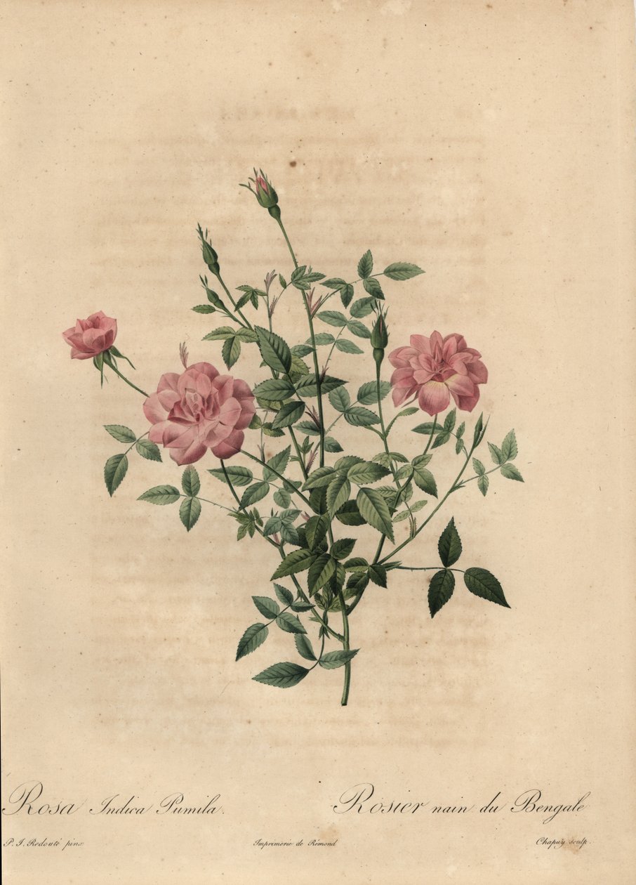 Rosa miniatyr Kinarose, Rosa chinensis. av Jean Baptiste Chapuy