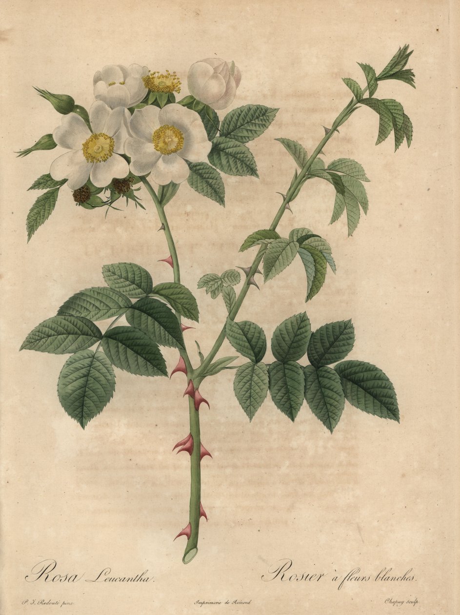 Hvit rose, Rosa leucantha. av Jean Baptiste Chapuy