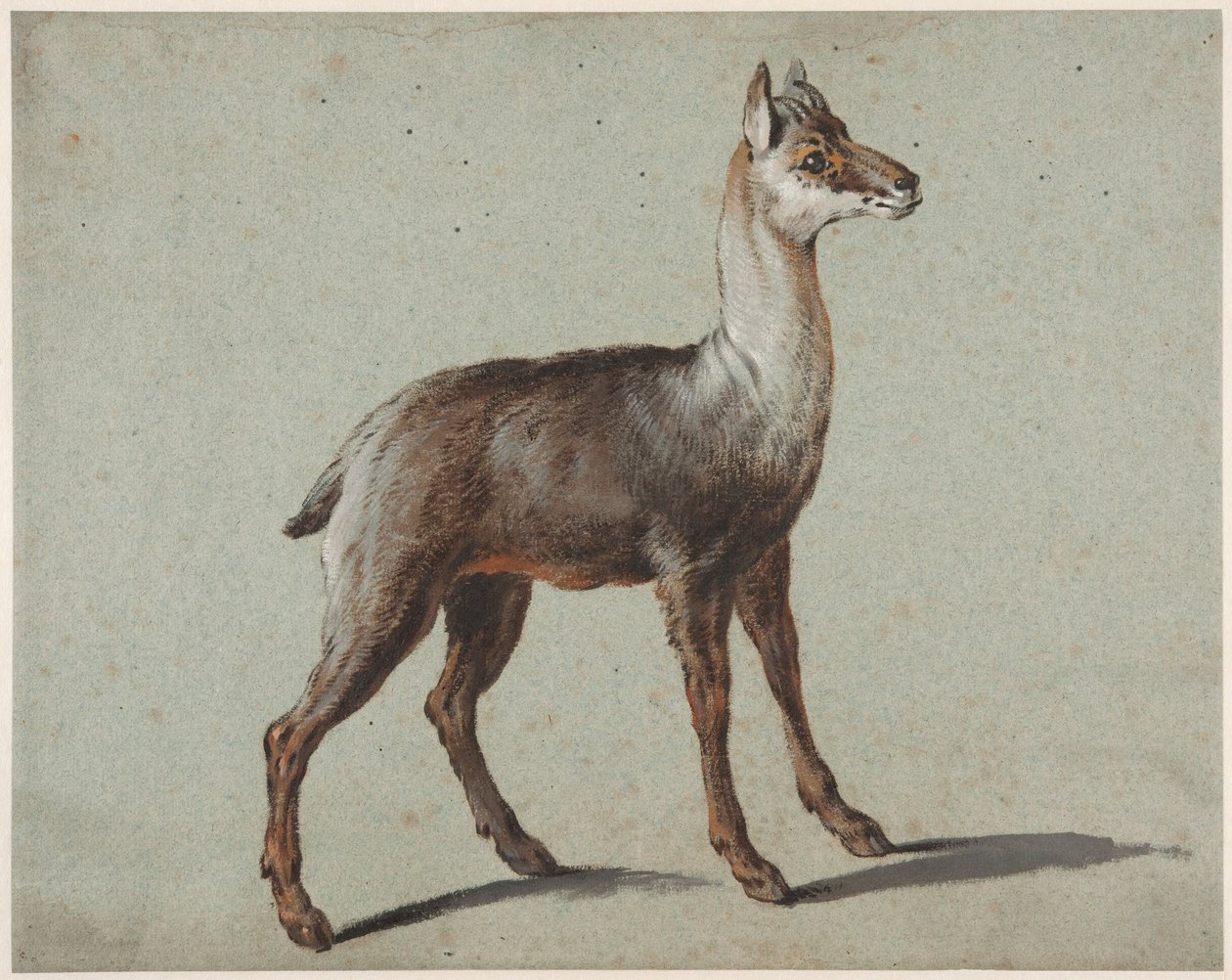Gemse av Jean-Baptiste Oudry