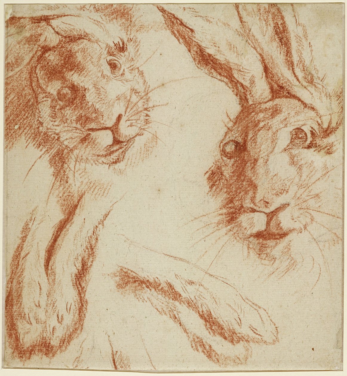 Hasenstudien: zwei Köpfe und zwei Paar Pfoten av Jean-Baptiste Oudry