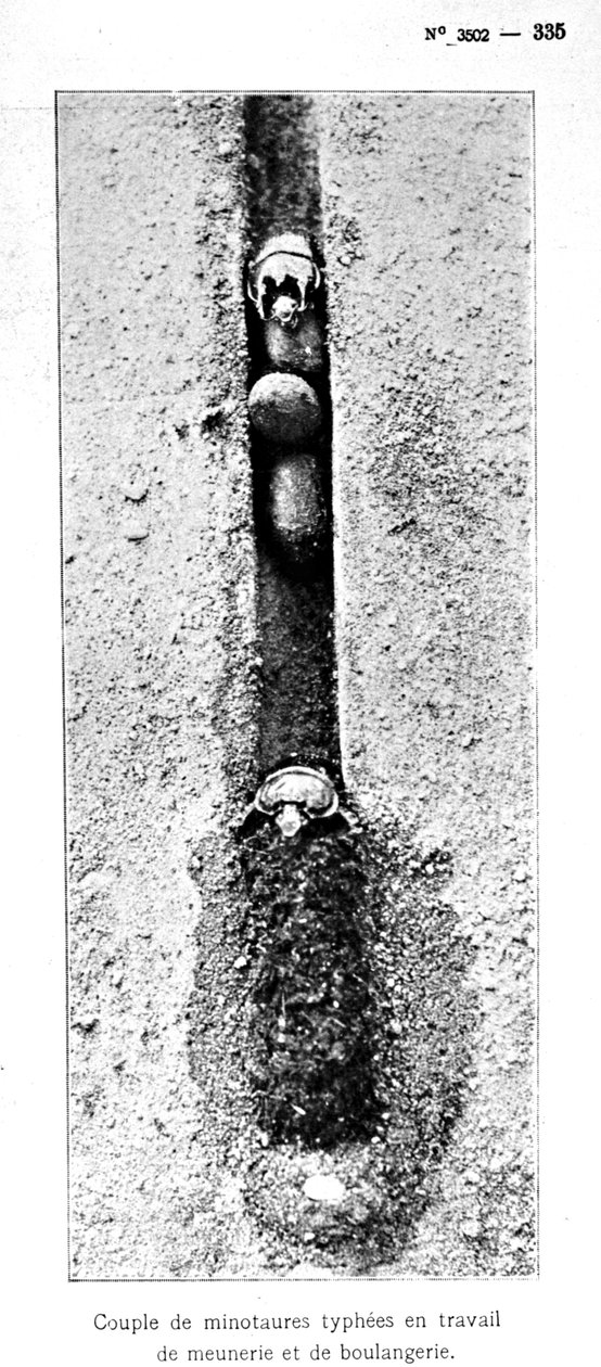 Minotaur-insekthullet 1,5 meter under bakkenivå, fra Souvenirs Entomologiques av Fabre, publisert 1924 (bw-foto) av Jean Henri Fabre