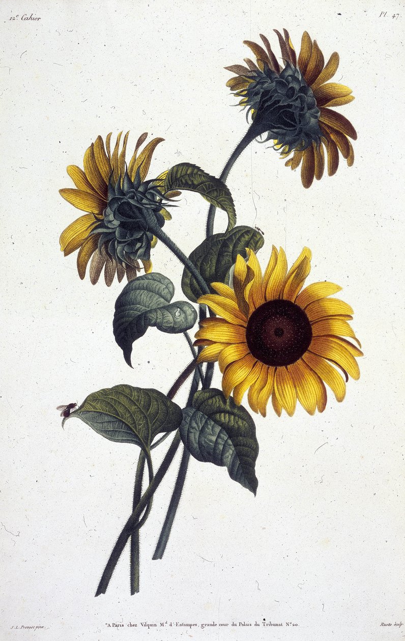 Tournol blomster eller soler. Botanisk tallerken hentet fra ""Samling av blomster og frukter malt fra naturen"" av Jean Louis Prevost av Jean Louis Prevost