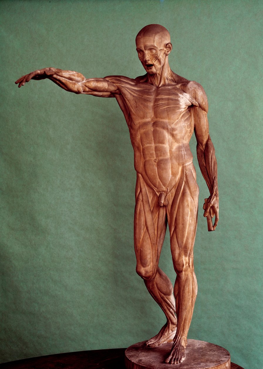 Human anatomy. Ecorche by Jean Antoine Houdon (1741-1828) av Jean Antoine Houdon