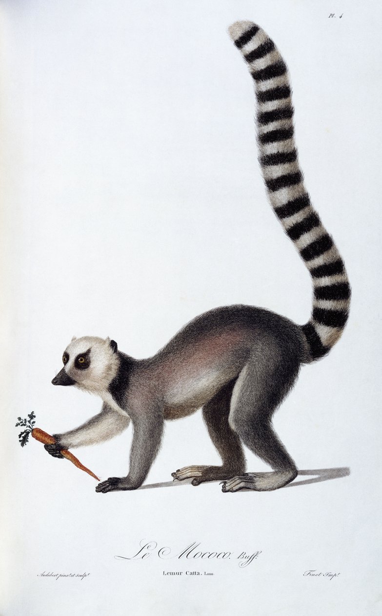 En lemur, ca. 1798-99 av Jean Baptiste Audebert