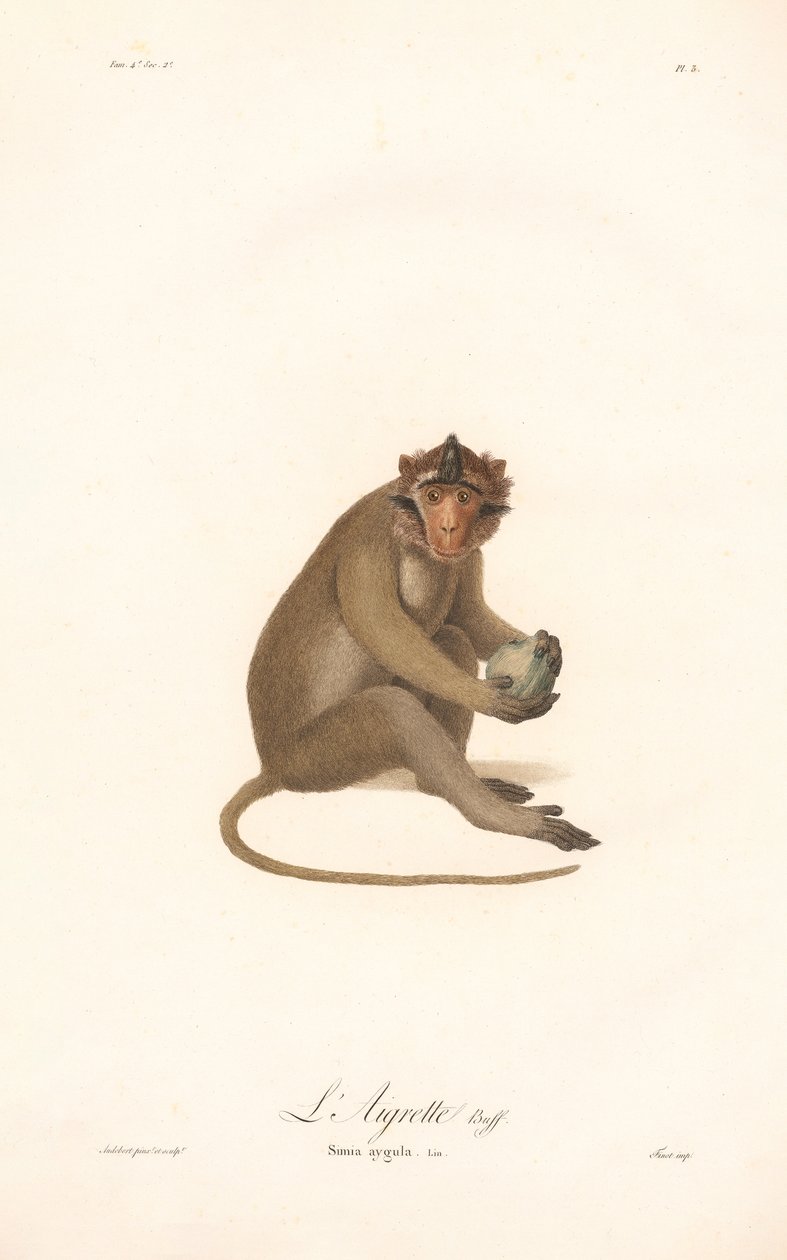 Javansk langur (Simia aygula) av Jean Baptiste Audebert