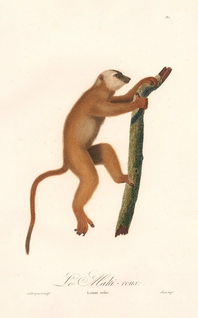 Rød lemur (Lemur rufus) av Jean Baptiste Audebert