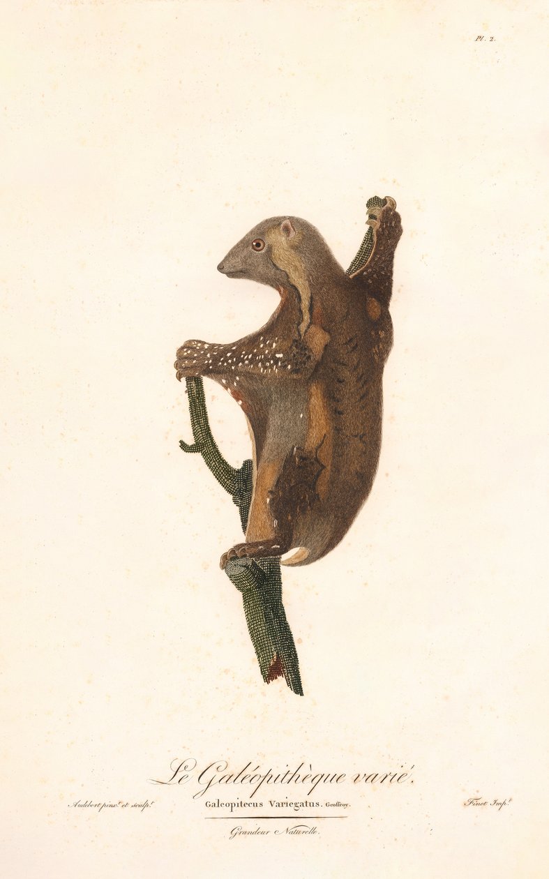 Flekkflygende lemur (Galeopithecus variegatus) av Jean Baptiste Audebert
