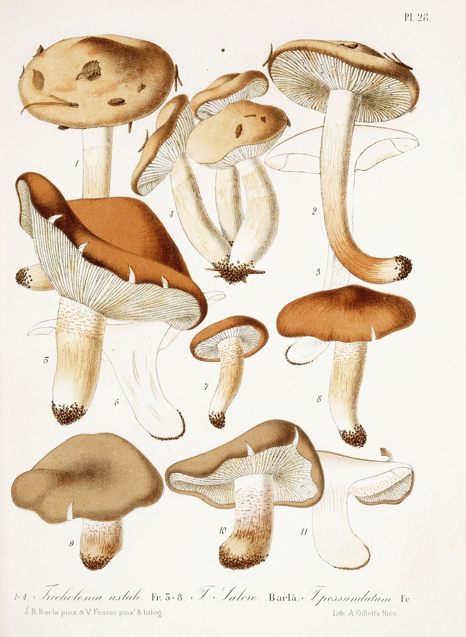 Fungi, ca. 1860-66 av Jean Baptiste Barla