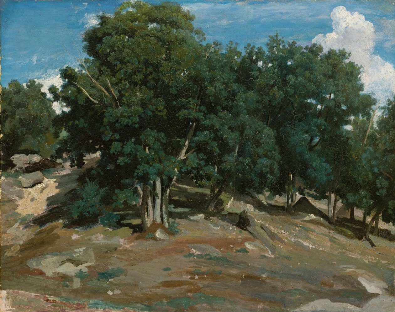 Fontainebleau: Oak Trees at Bas-Bréau, 1832-3 (olje på papir, lagt ned på tre) av Jean Baptiste Camille Corot
