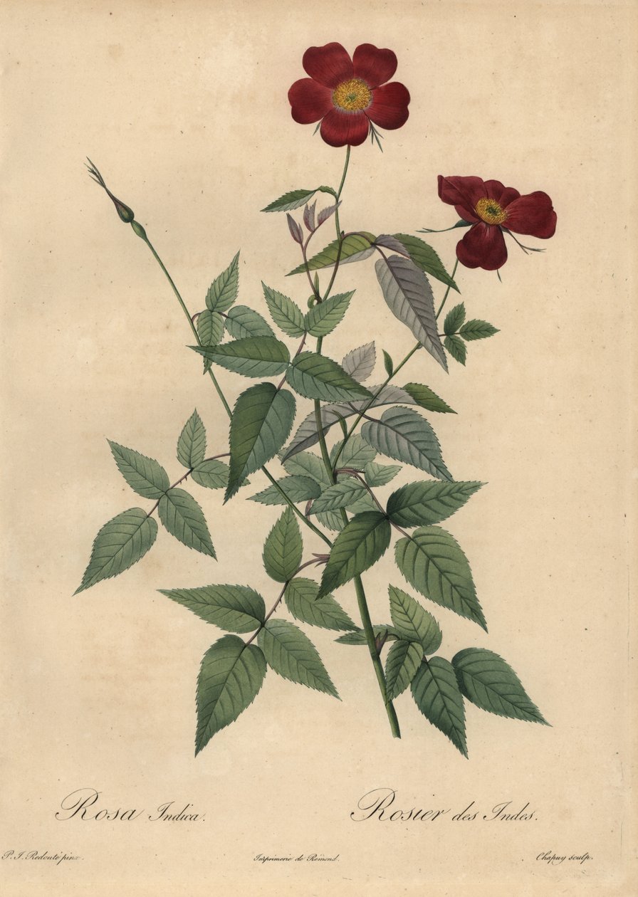 Crimson China rose, Rosa chinensis. av Jean Baptiste Chapuy