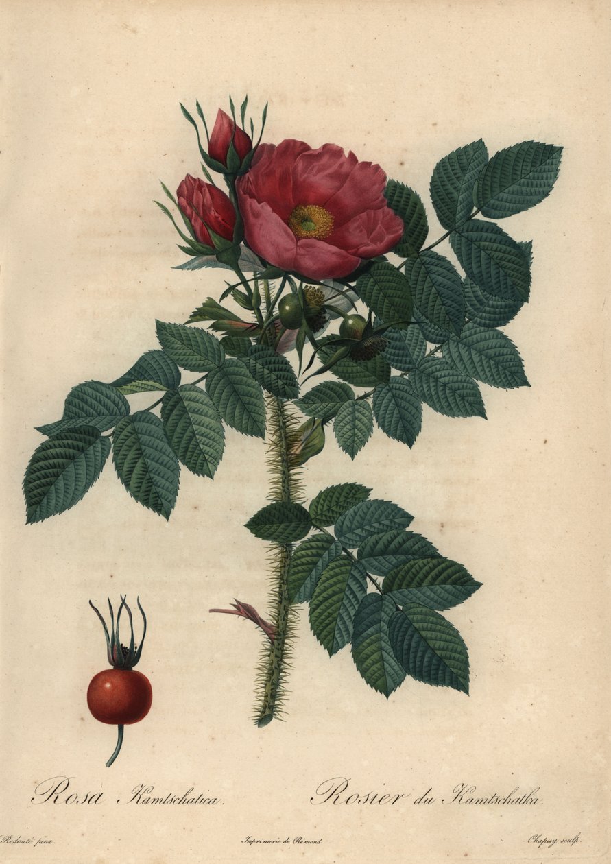 Crimson japansk rose; grov rose av Jean Baptiste Chapuy