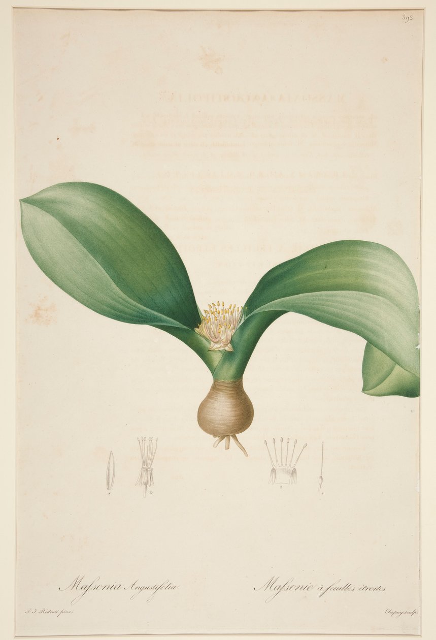 Massonia Angustifolia, Massonie ? feuilles ?troites (Massonia med smale blader) av Jean Baptiste Chapuy