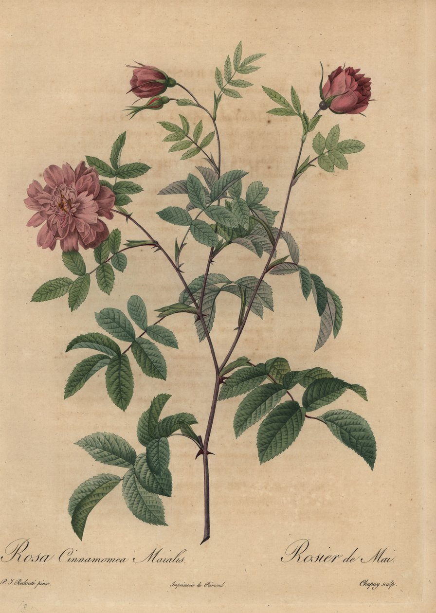 Rosa kanelrose, Rosa majalis. av Jean Baptiste Chapuy