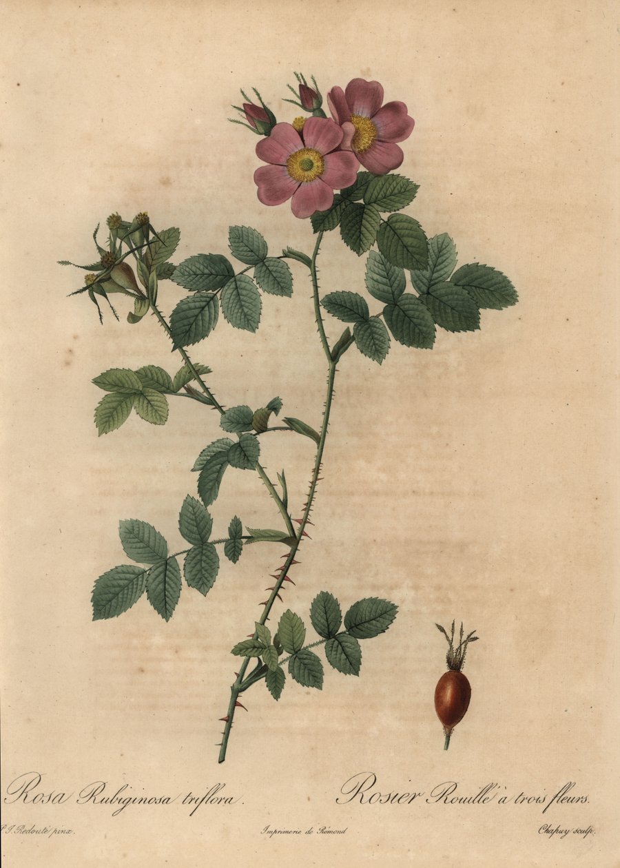 Rosa sweetbriar rose, Rosa rustinosa. av Jean Baptiste Chapuy