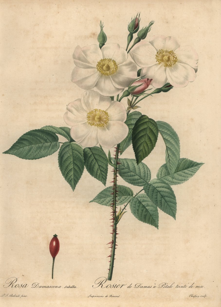 Hvit damaskrose, Rosa x damascena. av Jean Baptiste Chapuy