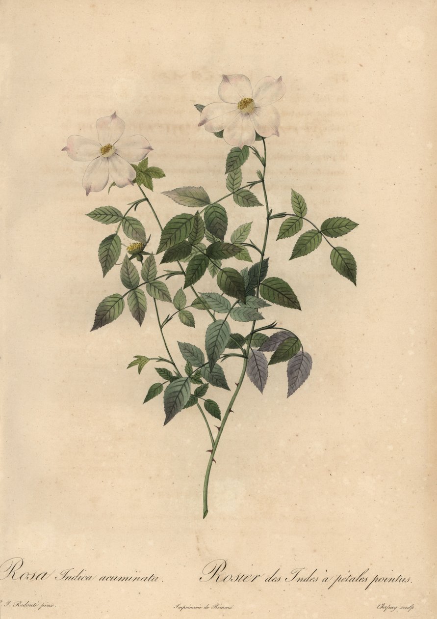 Hvit og rosa Kinarose, Rosa chinensis. av Jean Baptiste Chapuy