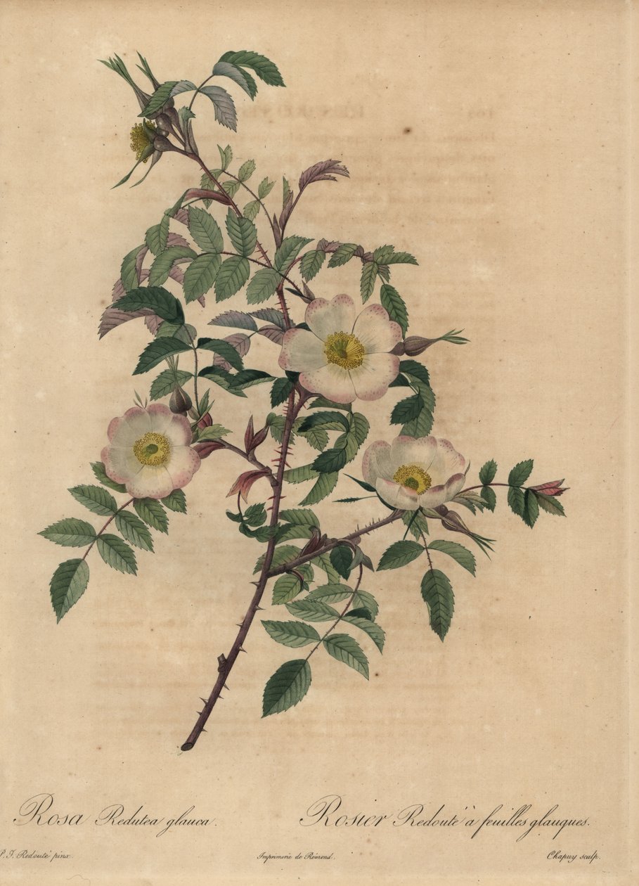 Hvit og rosa rose, Rosa redutea glauca. av Jean Baptiste Chapuy