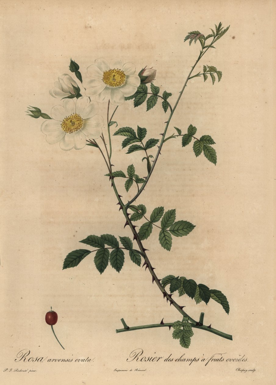 Hvit åkerrose, Rosa arvensis. av Jean Baptiste Chapuy