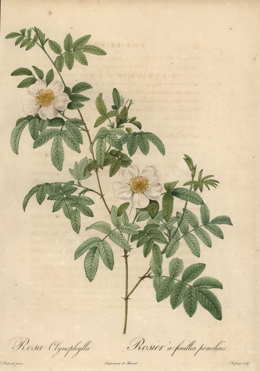 Hvit rose, Rosa clynophylla. av Jean Baptiste Chapuy