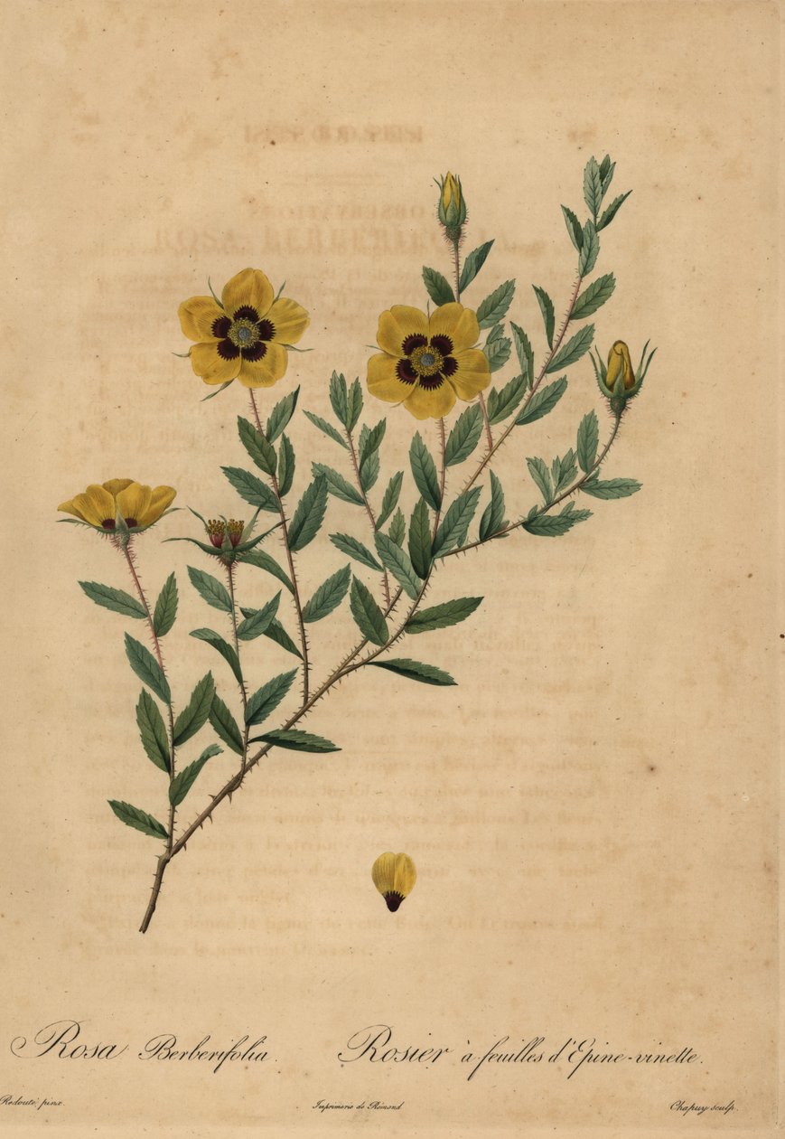 Gul rose, Rosa berberifolia. av Jean Baptiste Chapuy