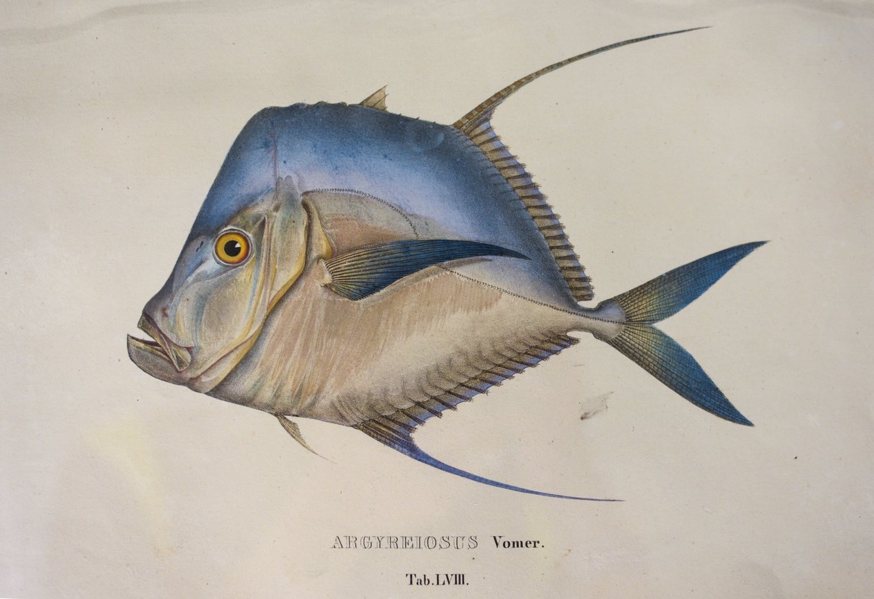  av Jean Baptiste Debret