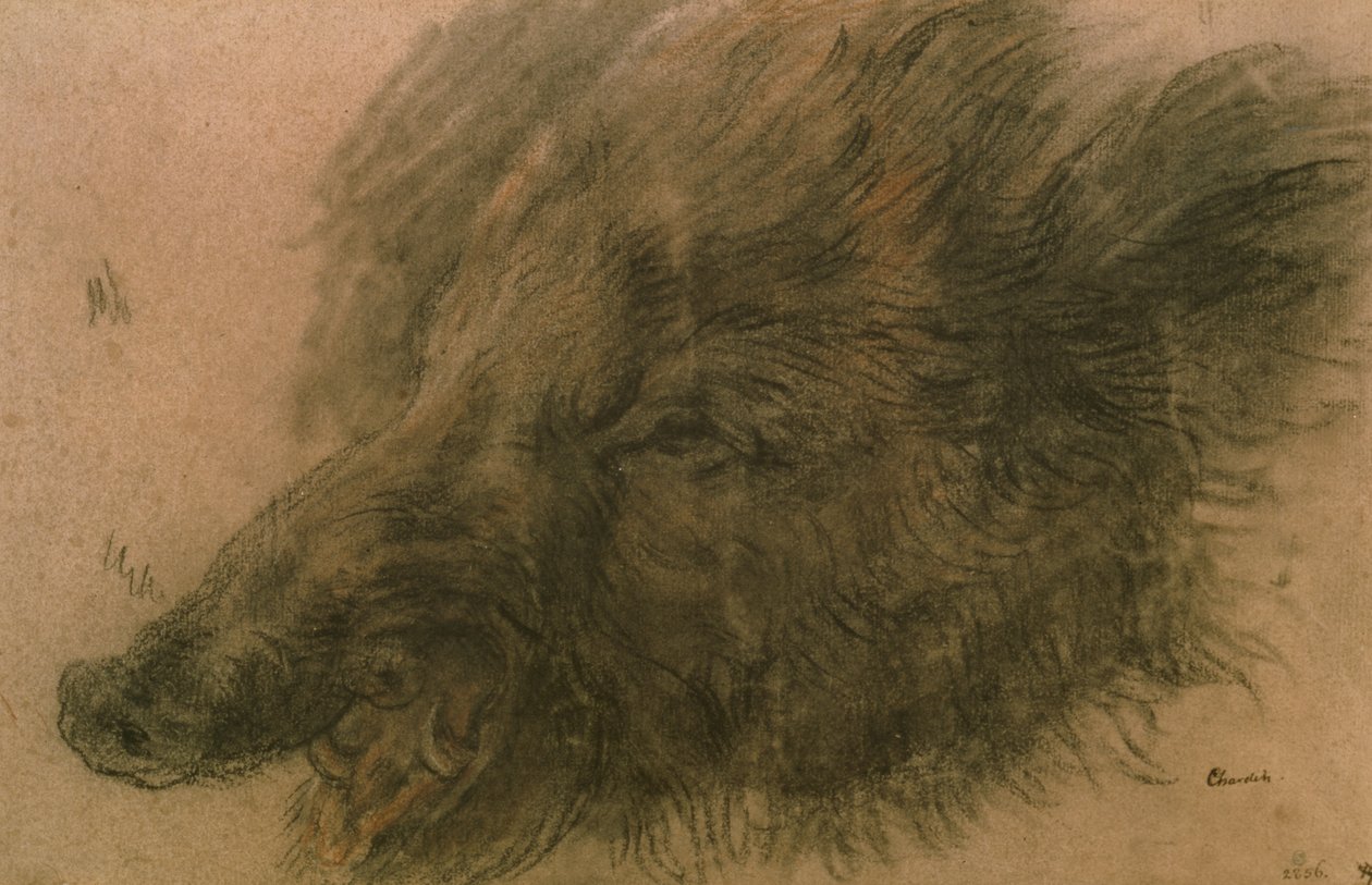 Hodet til et villsvin (kull på papir) av Jean Baptiste Simeon Chardin