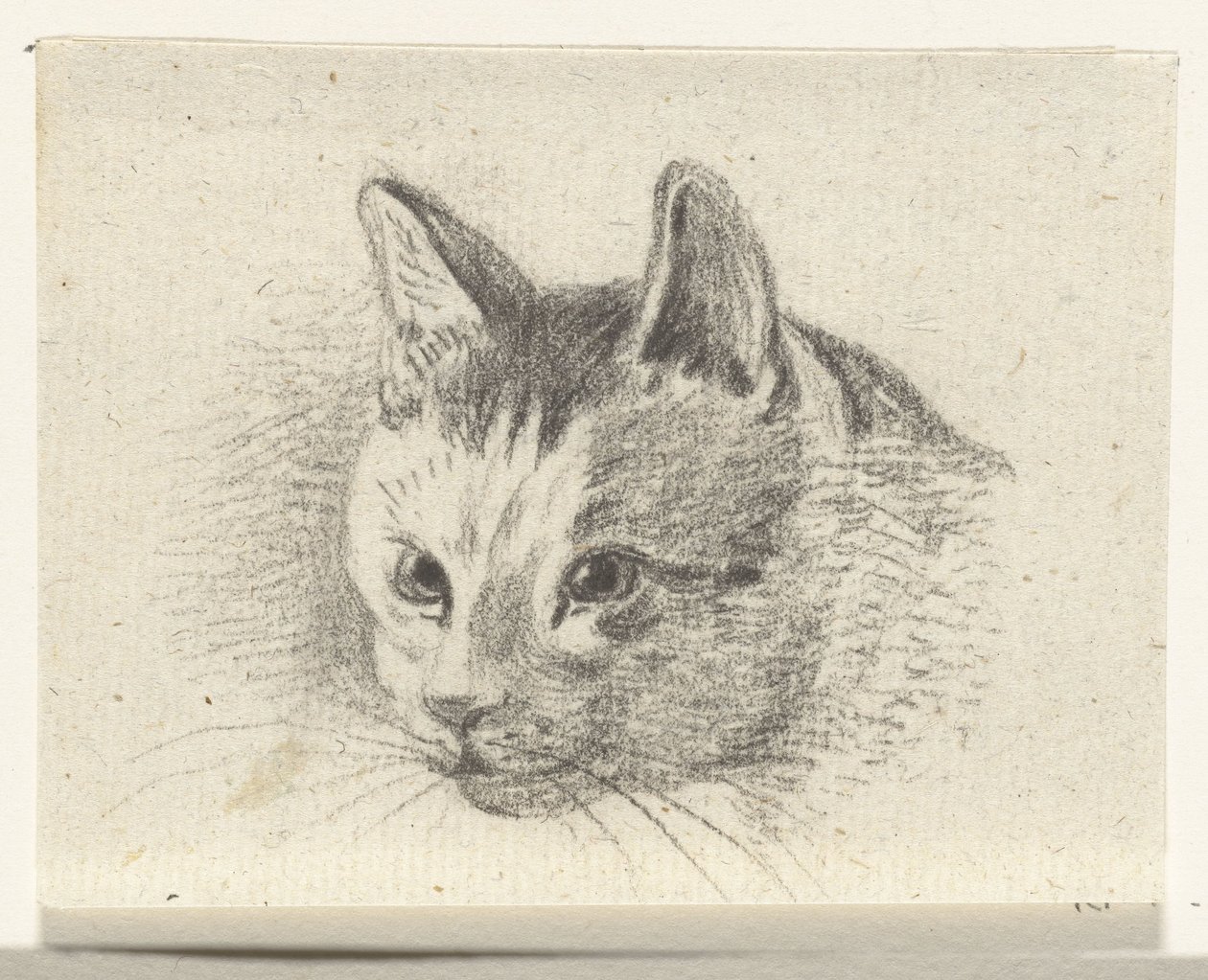 Hodet til en katt av Jean Bernard