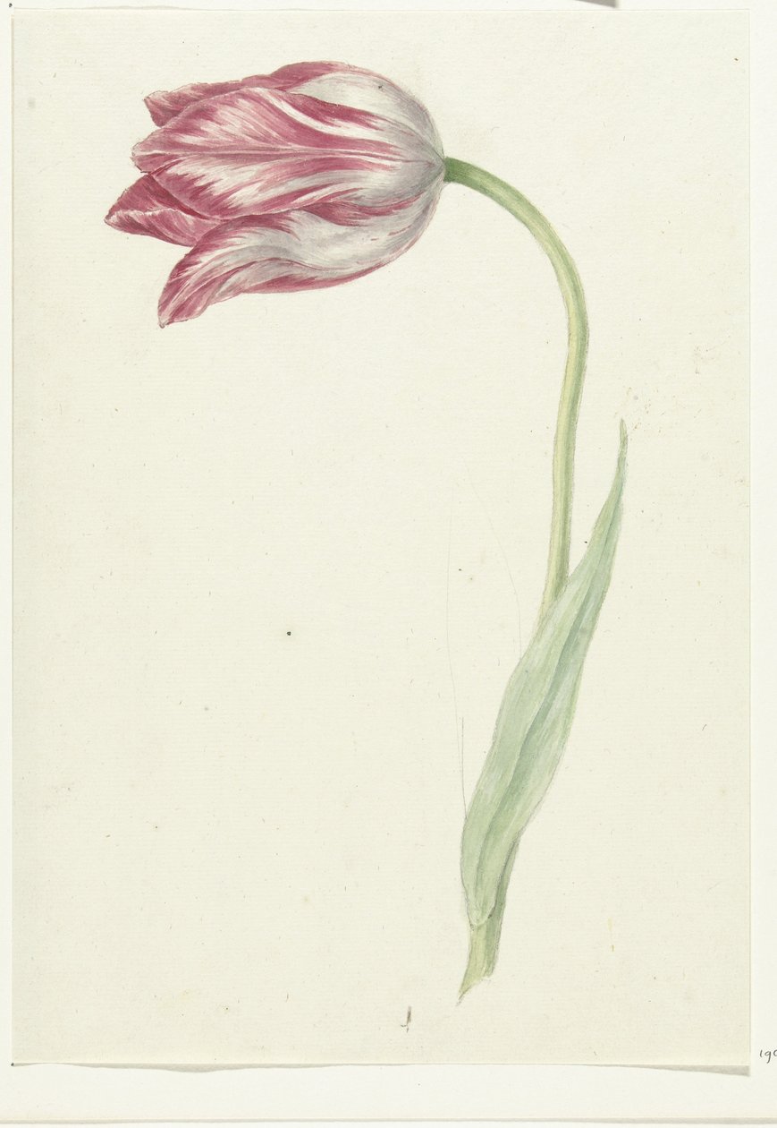 Rosa Tulipan av Jean Bernard
