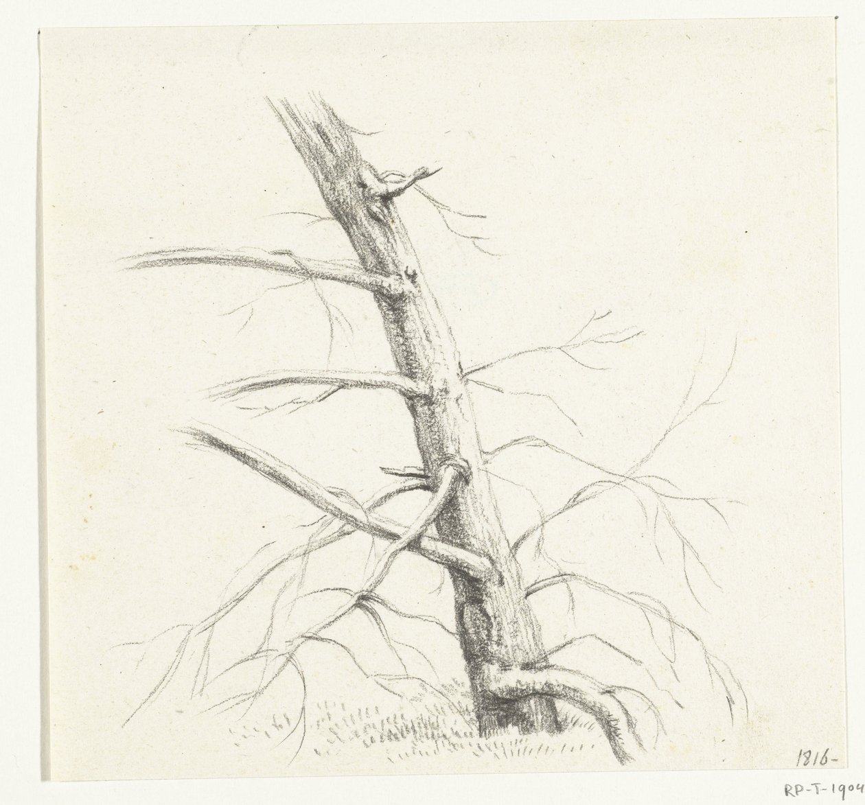 Studie av et tre av Jean Bernard