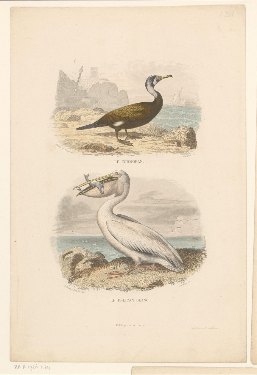 Skarv og hvit pelikan Le cormoran (tittel på objekt) Le Pelican blanc (tittel på objekt) av Jean Charles Pardinel