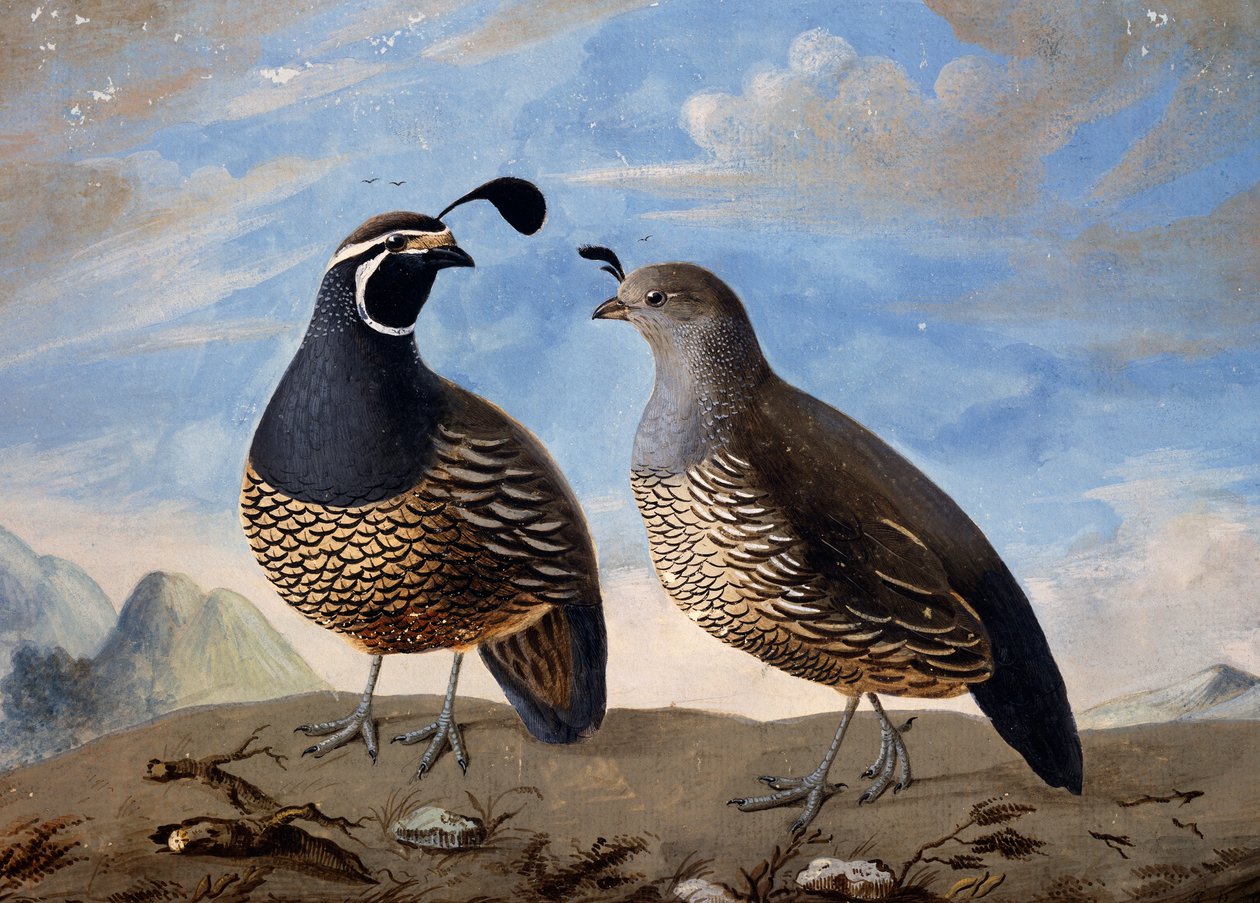 Par californiske rapphøns, akvarell av Prevost, fra minutters reise laget av Jean-Francois de Galaup de La Perouse (1741-1788) mellom 1785 og 1788 av Jean Francois de Galaup de La Perouse