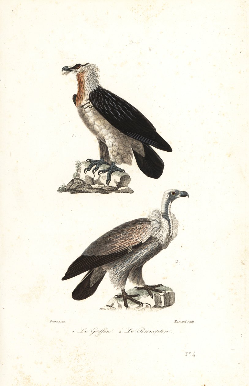 Skjeggørn og Eurasia griffon. av Jean Gabriel (after) Pretre