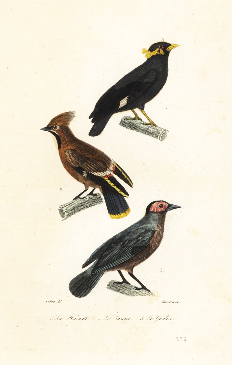 Hill myna, bohemsk voksvinge og coleto. av Jean Gabriel (after) Pretre