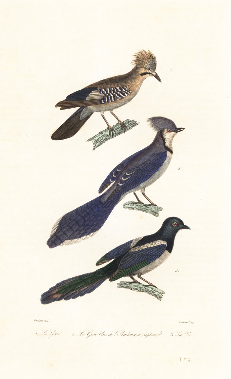 Jay, blue jay og skjære. av Jean Gabriel (after) Pretre