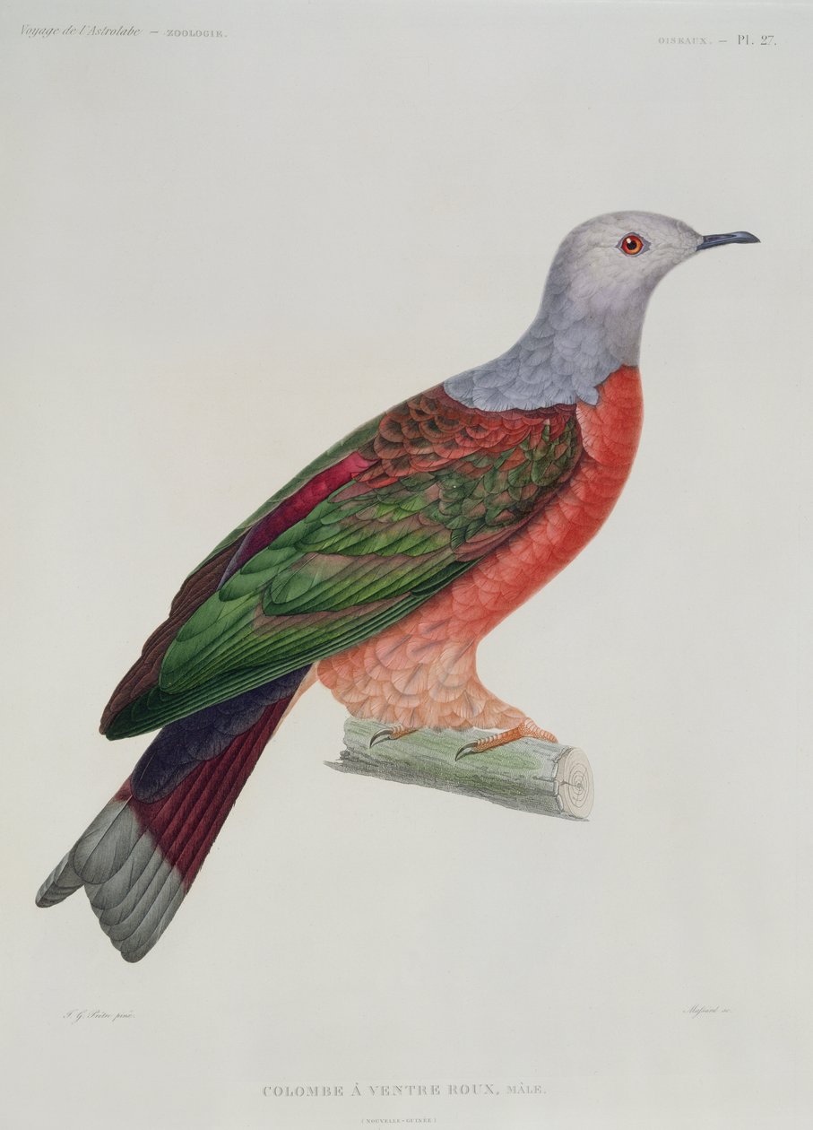 The Bleeding Heart Dove, illustrasjon fra 'L'Astrolabe' av Dumond D'Urville, gravert av Massard, utgitt 1833 av Jean Gabriel Pretre
