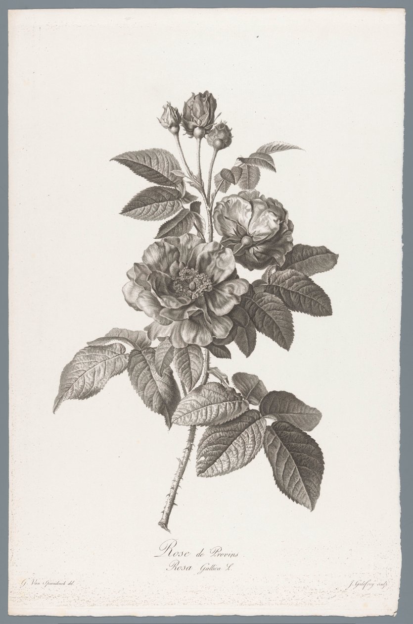 Franse roos Rose de Provins / Rosa Gallica L. (title on object) Fleurs dessinées d
