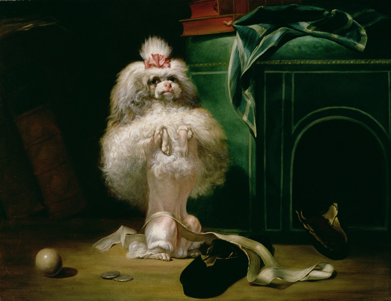 En hund av rasen Havannah, 1768 av Jean Jacques Bachelier