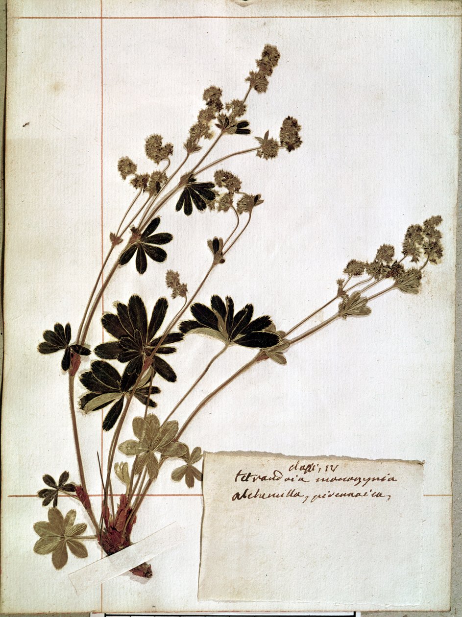 Alchemilla, fra et herbarium (pressede blomster) av Jean Jacques Rousseau