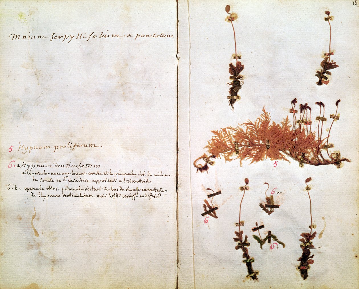 Side 15 fra et herbarium av Jean Jacques Rousseau
