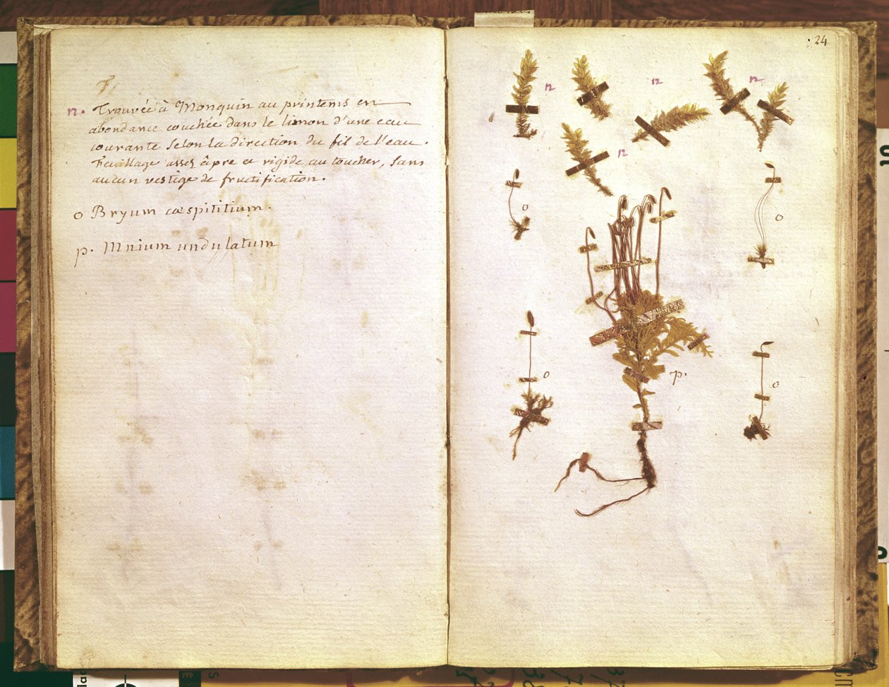 Side 24 fra et herbarium av Jean Jacques Rousseau